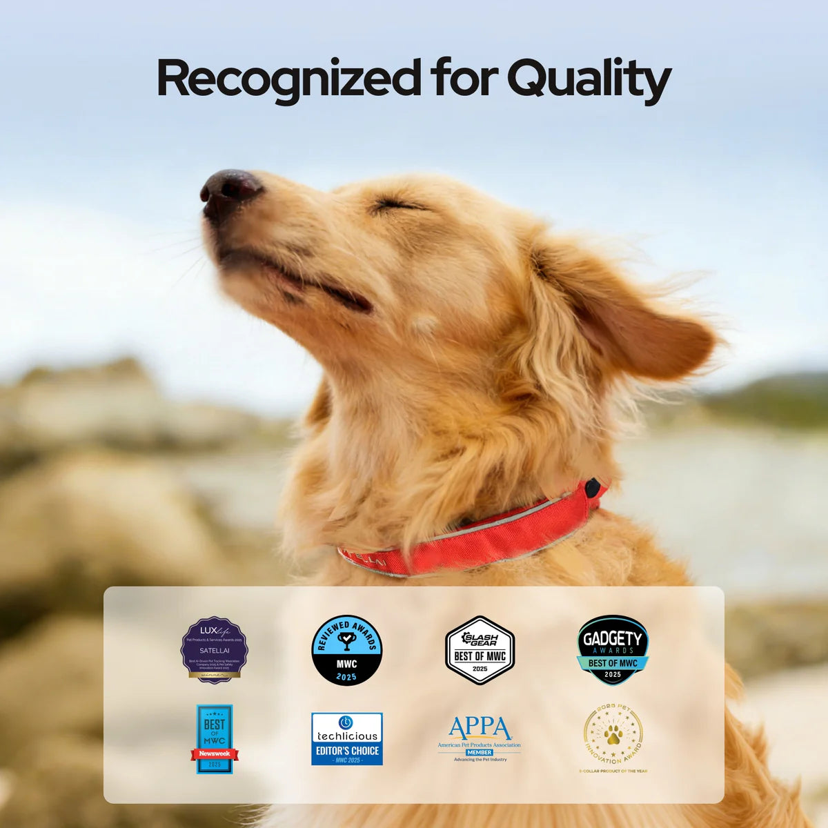 GPS Dog Collar with Wireless Fence, AI Analysis & Precise Positioning - 5-Day Battery, IP68 Waterproof, Blue