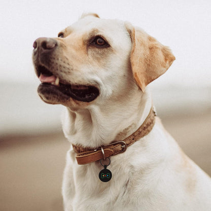 QR Code Pet ID | Personalized Dog & Cat Collar Tag | Online Profile with Instant Scanned Location Alert Email