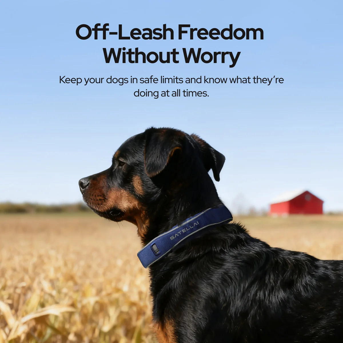 GPS Dog Collar with Wireless Fence, AI Analysis & Precise Positioning - 5-Day Battery, IP68 Waterproof, Blue